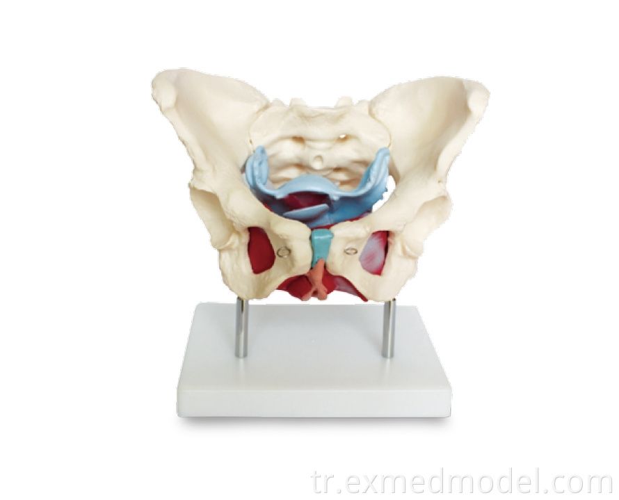 Kadın pelvis kasları ve organları Female Pelvis Muscles and Organs